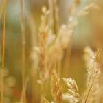 Betse Com Casino 50 Free Spins